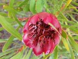 Protea repens deeper colouring